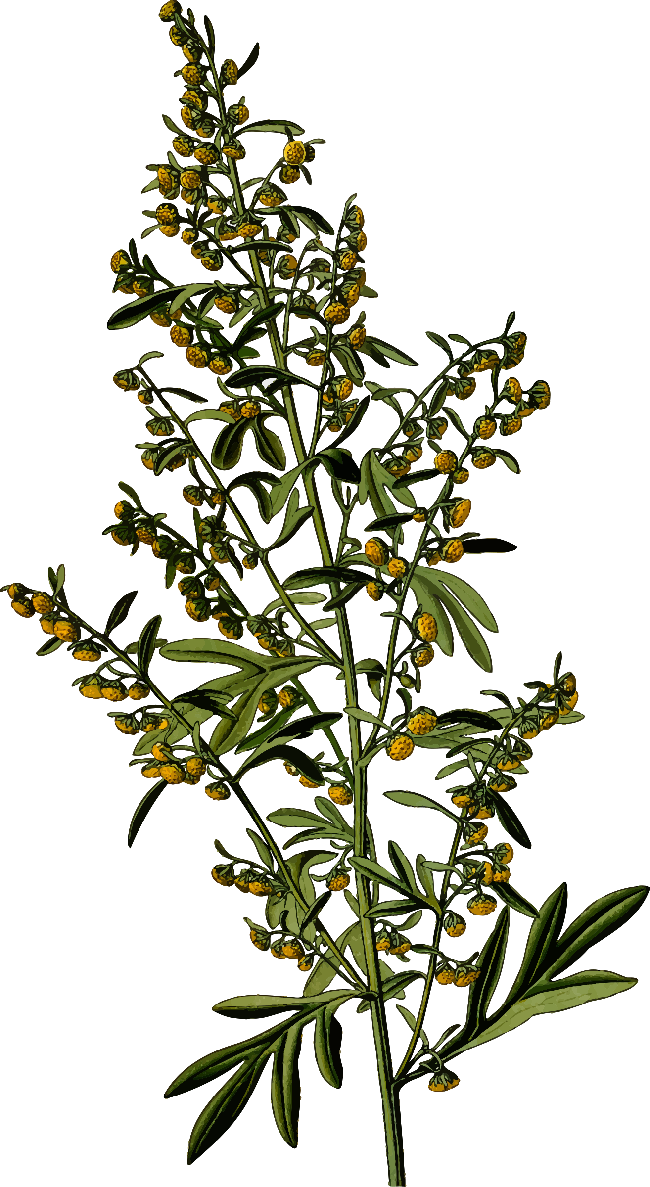 Clipart Wormwood Detailed Big - Wormwood Png (1314x2400), Png Download