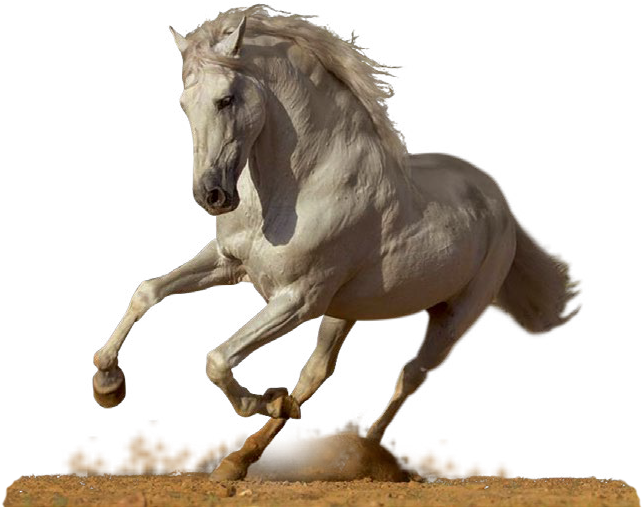 Stallion (659x562), Png Download