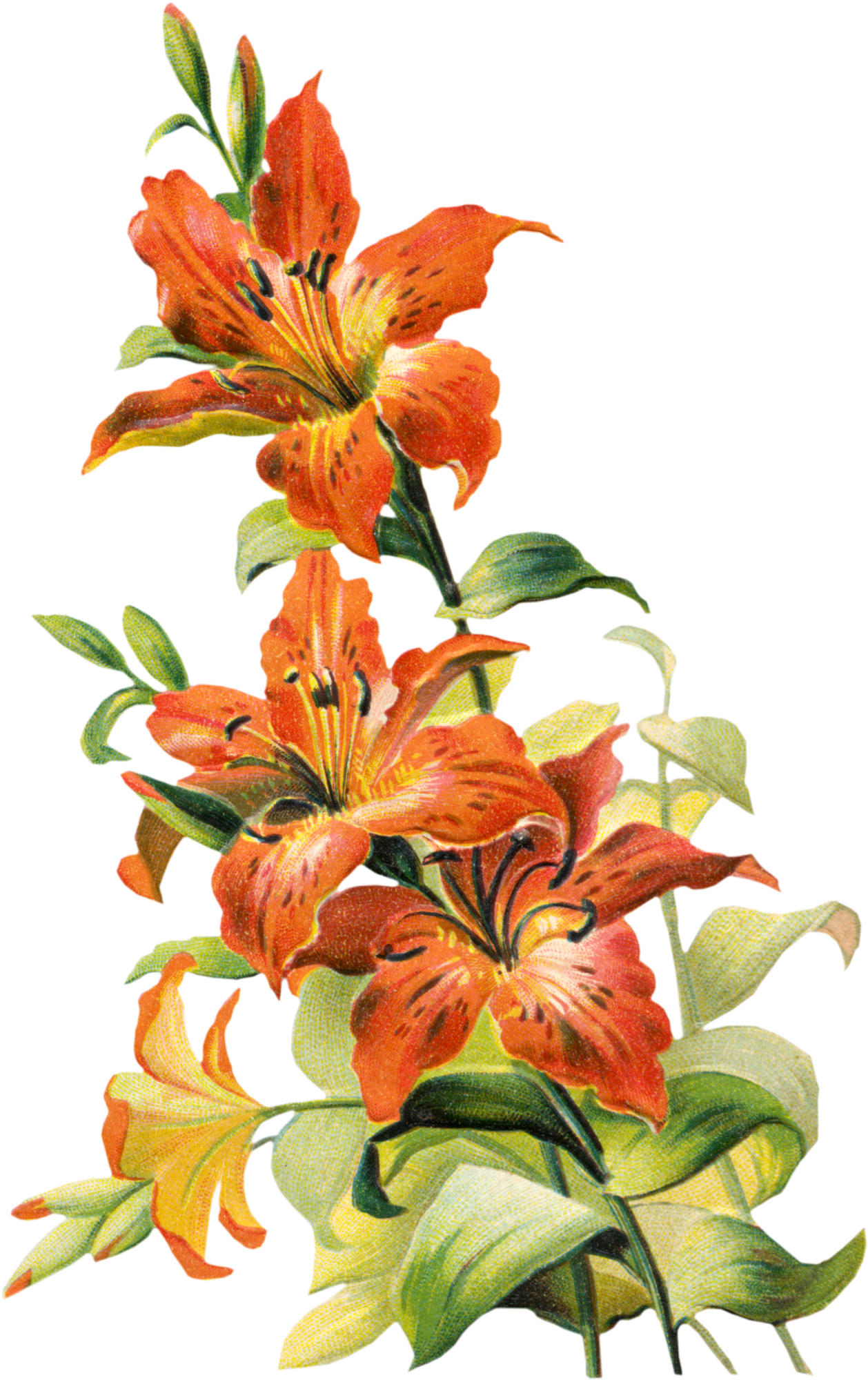 Free Vintage Tiger Lily Flower Lilly Flower Drawing, - Vintage Lily Flower (1258x2000), Png Download