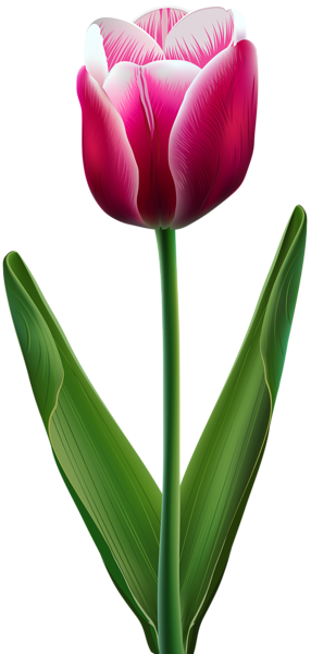 Cliparts Tulips Flowers (286x600), Png Download