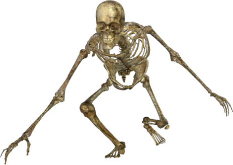Skeleton-049 - Skeleton Png (463x328), Png Download