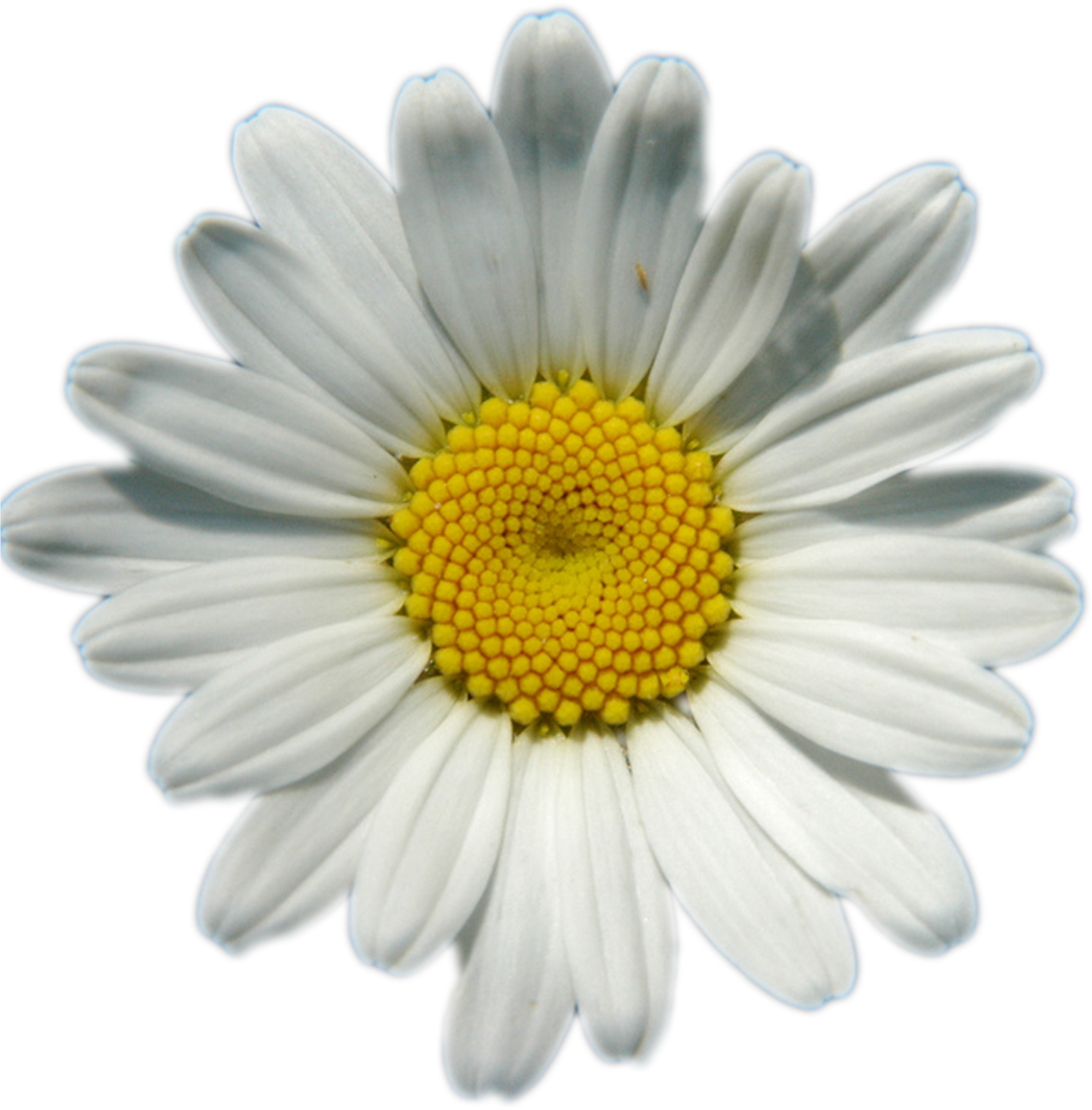 Daisies Png Image Background - Transparent Background Daisy Png (2658x2725), Png Download