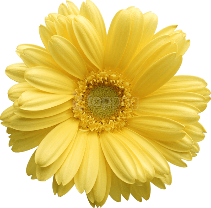 Yellow Gerber Daisy Clipart - Yellow Daisy Png (600x593), Png Download