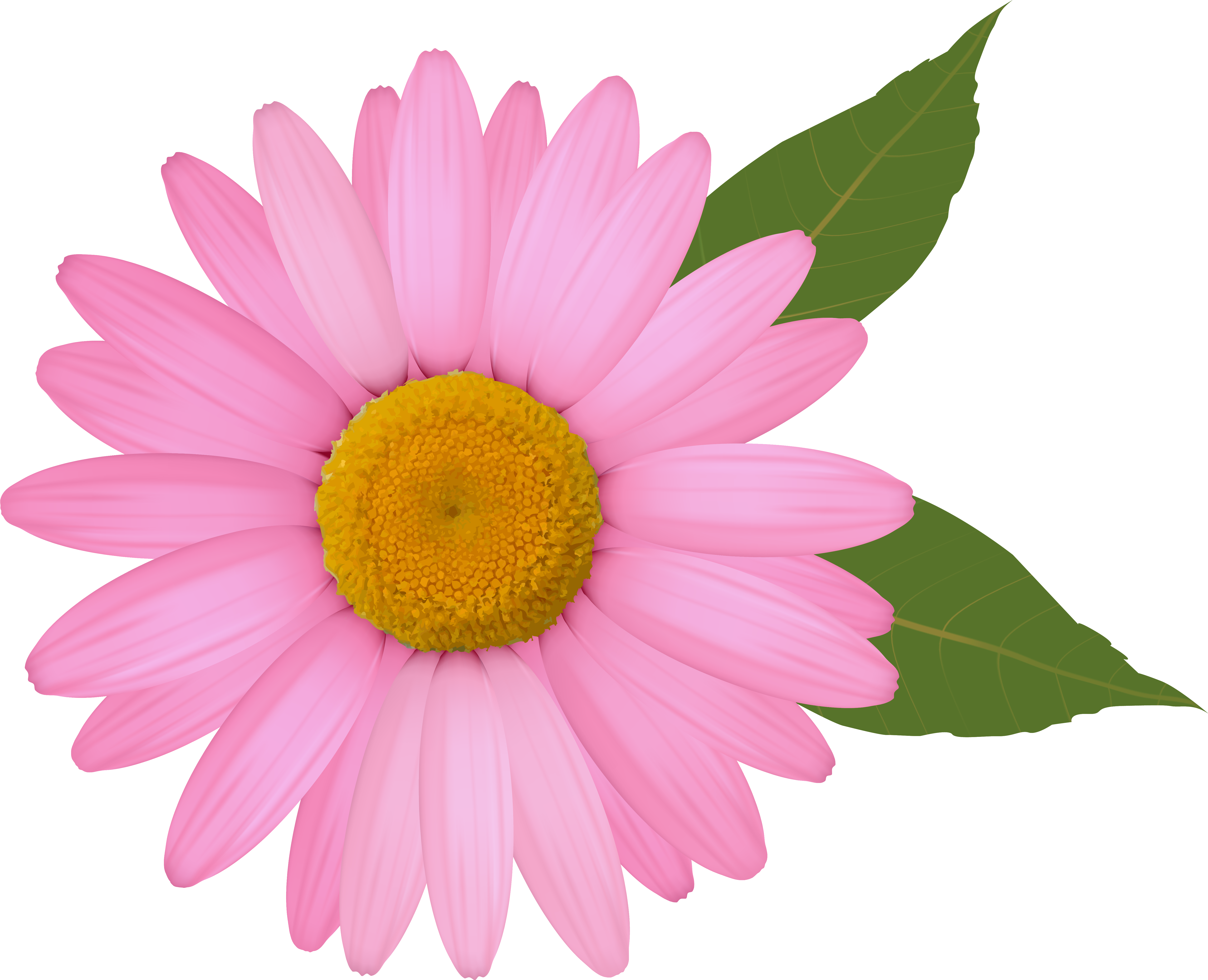 Daisy Png (6006x4941), Png Download
