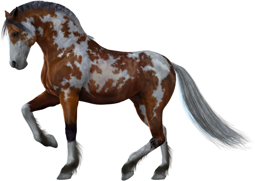Horse Png Image - Horse With White Background (900x655), Png Download