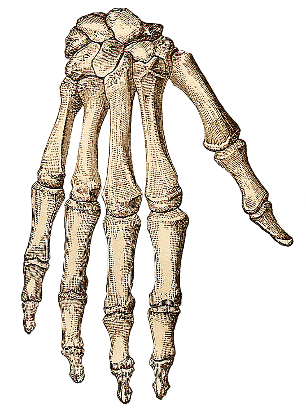 Free Vintage Clip Art - Skeleton Hand Png (1050x1410), Png Download