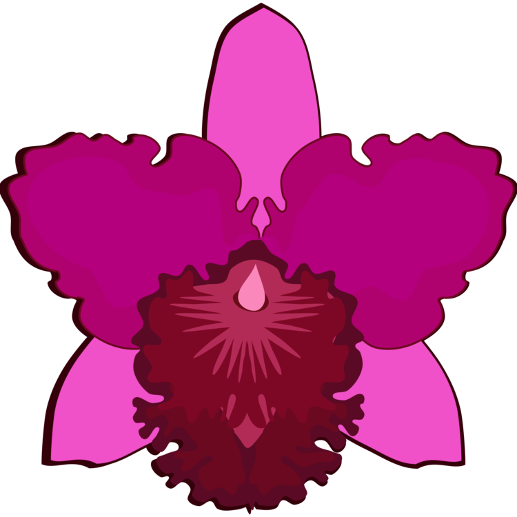 Cattleya Orchids Drawing Flowering Plant Petal Free - Orchids (750x750), Png Download