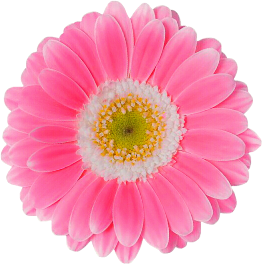 Pink Daisy Png - Flores Margaridas Rosa Png (889x898), Png Download