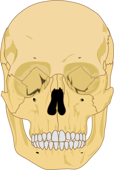 The Editing Of The Human Skull - Human Skull Clipart (402x597), Png Download