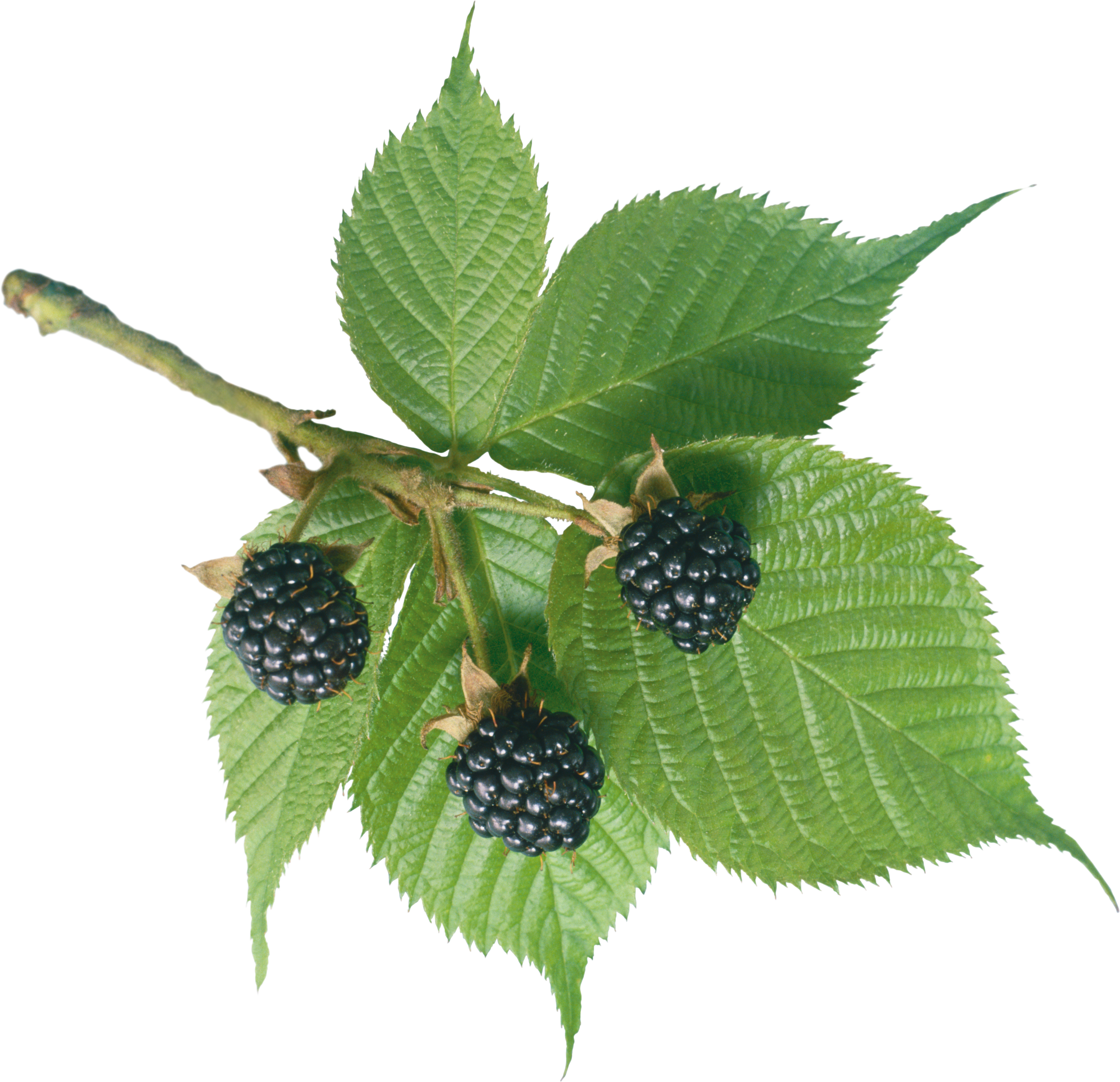 Blackberry Png Image Purepng - Blackberry Leaves Png (4139x3997), Png Download