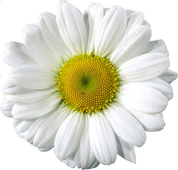Free Clip Art Elements Jpg - Daisy Png (600x572), Png Download