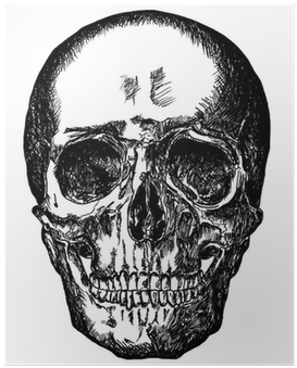 Academic Drawing Skull - Drawing (400x400), Png Download