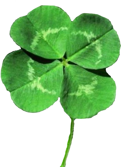 Four Leaf Clover - Four Leaf Lucky Clover (500x619), Png Download