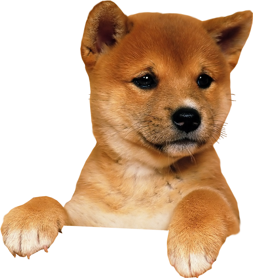 Puppy Png Image - Puppy Transparent Background (900x900), Png Download