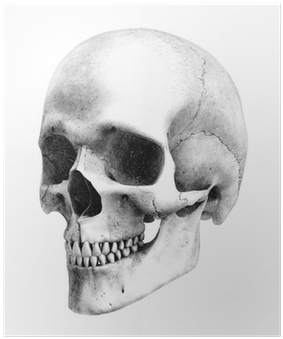 Academic Drawing Skull Image Transparent - Human Skull Drawing (400x400), Png Download