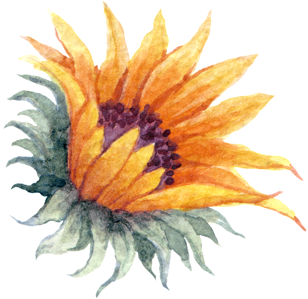 Yellow Watercolor Hand Painted Sunflower Transparent - Portable Network Graphics (1024x997), Png Download