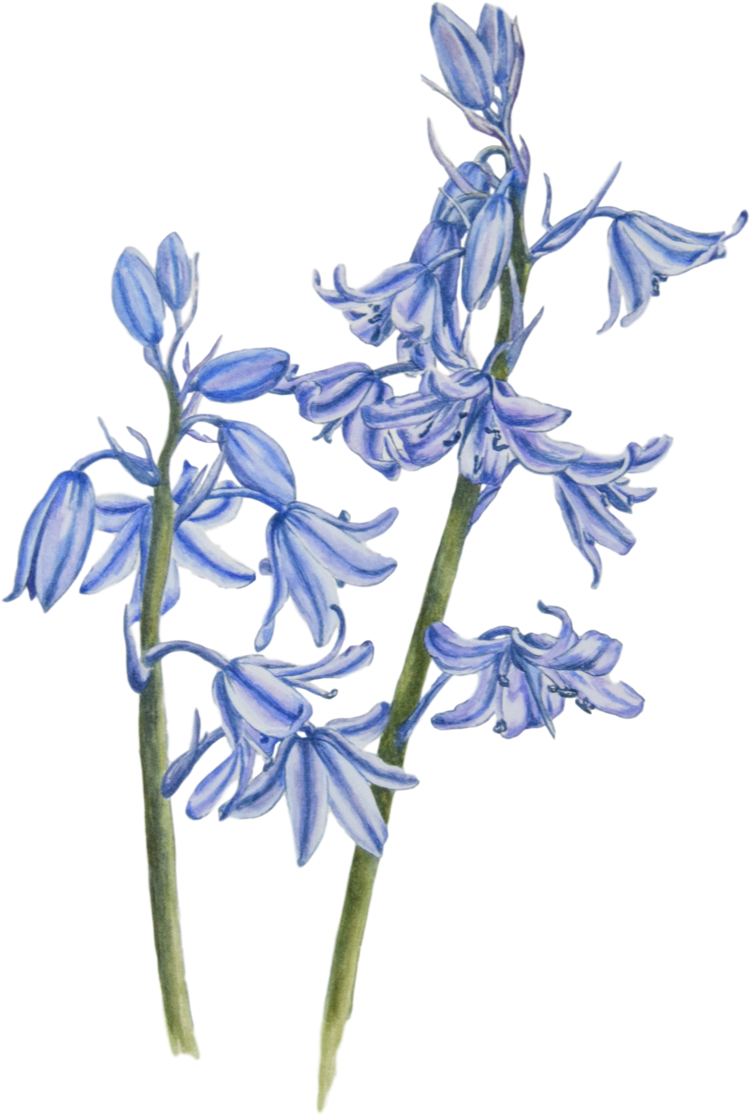 Bluebells In Watercolour Paint - Watercolor Painting (1672x2508), Png Download