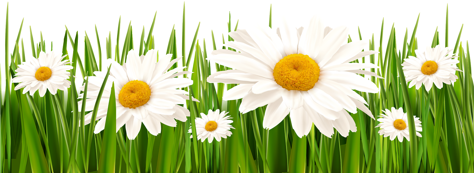 Poppies And Daisies With Grass Png Clipart Picture - Grass With White Flowers Png (1024x412), Png Download