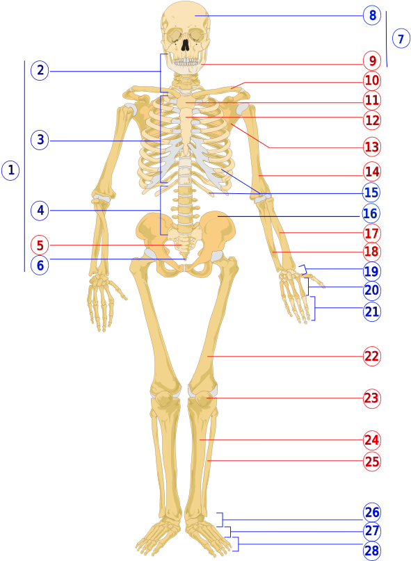 Human Skeleton Front Numbered - Skeletal Anatomy Of The Human Body (800x850), Png Download