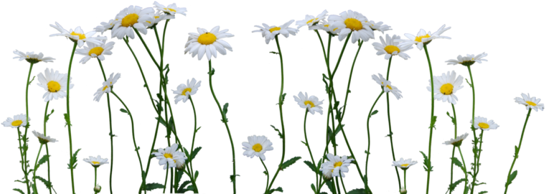 Daisies Free Png Image - Daisy Png (700x304), Png Download