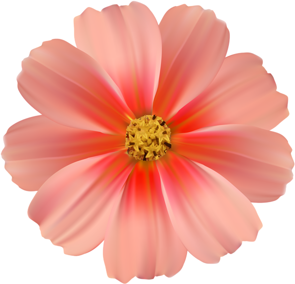 Fun Daisy Cliparts - Cosmea Flower Png Imaged (600x579), Png Download