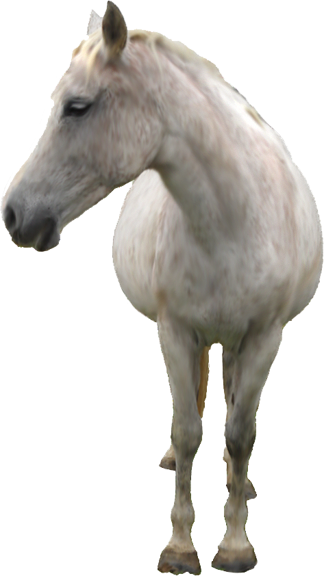 White Horse Png (473x842), Png Download