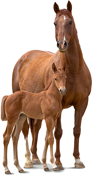 And Foal Transparent Pluspng - Horse (467x624), Png Download
