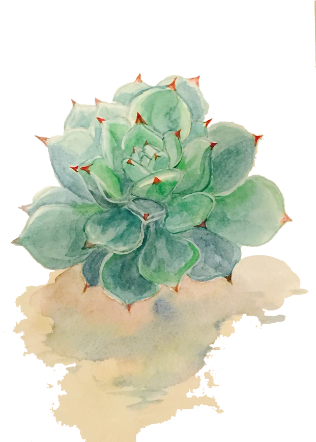 Succulent Plant Watercolor Painting Drawing - Transparent Background Succulent (650x866), Png Download