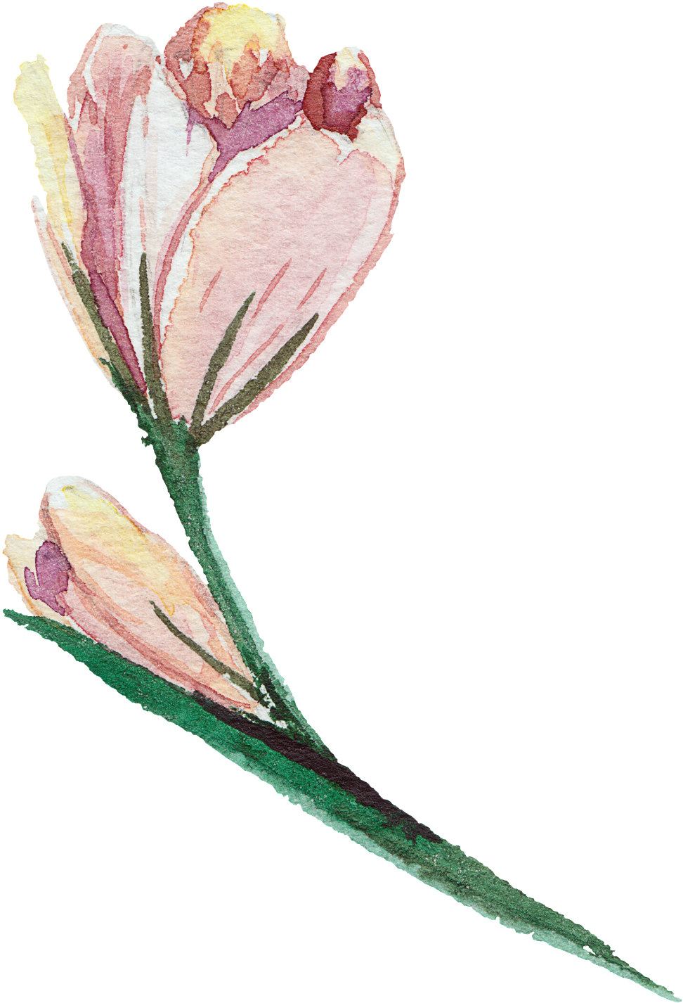 Elegant And Transparent Watercolor Flowers - Watercolor Painting (1024x1483), Png Download