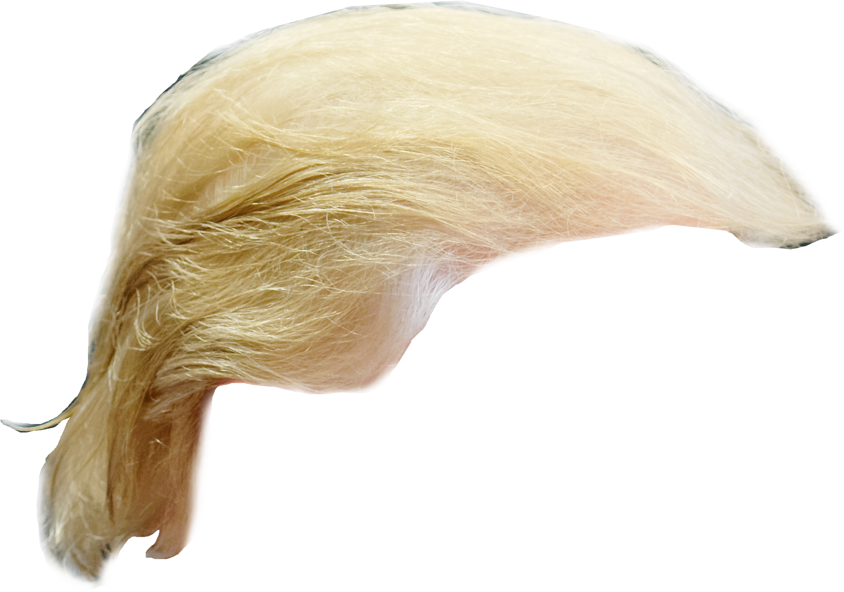 Trump Hair - Donald Trump (3178x2413), Png Download