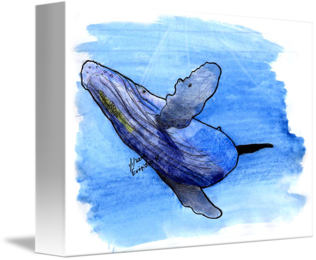 Transparent Whale Watercolor Clipart - Humpback Whale Drawng (650x535), Png Download