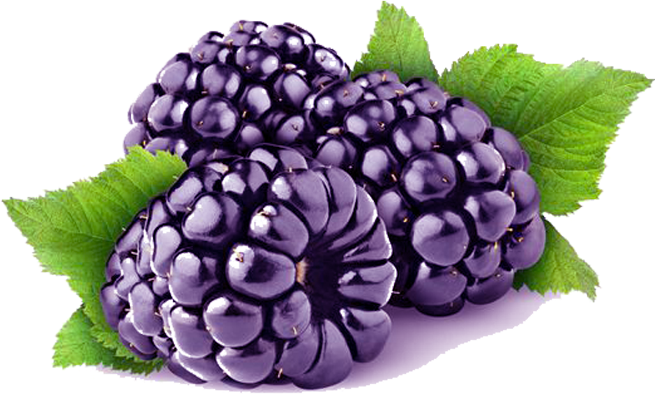 Loch Ness Blackberry Cultivar - Black Berry Fruit Png (999x648), Png Download