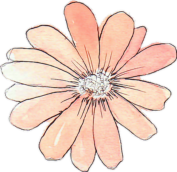 Tumblr Drawing Watercolor Peach Flower - Flower Stickers Tumblr Transparent (606x588), Png Download