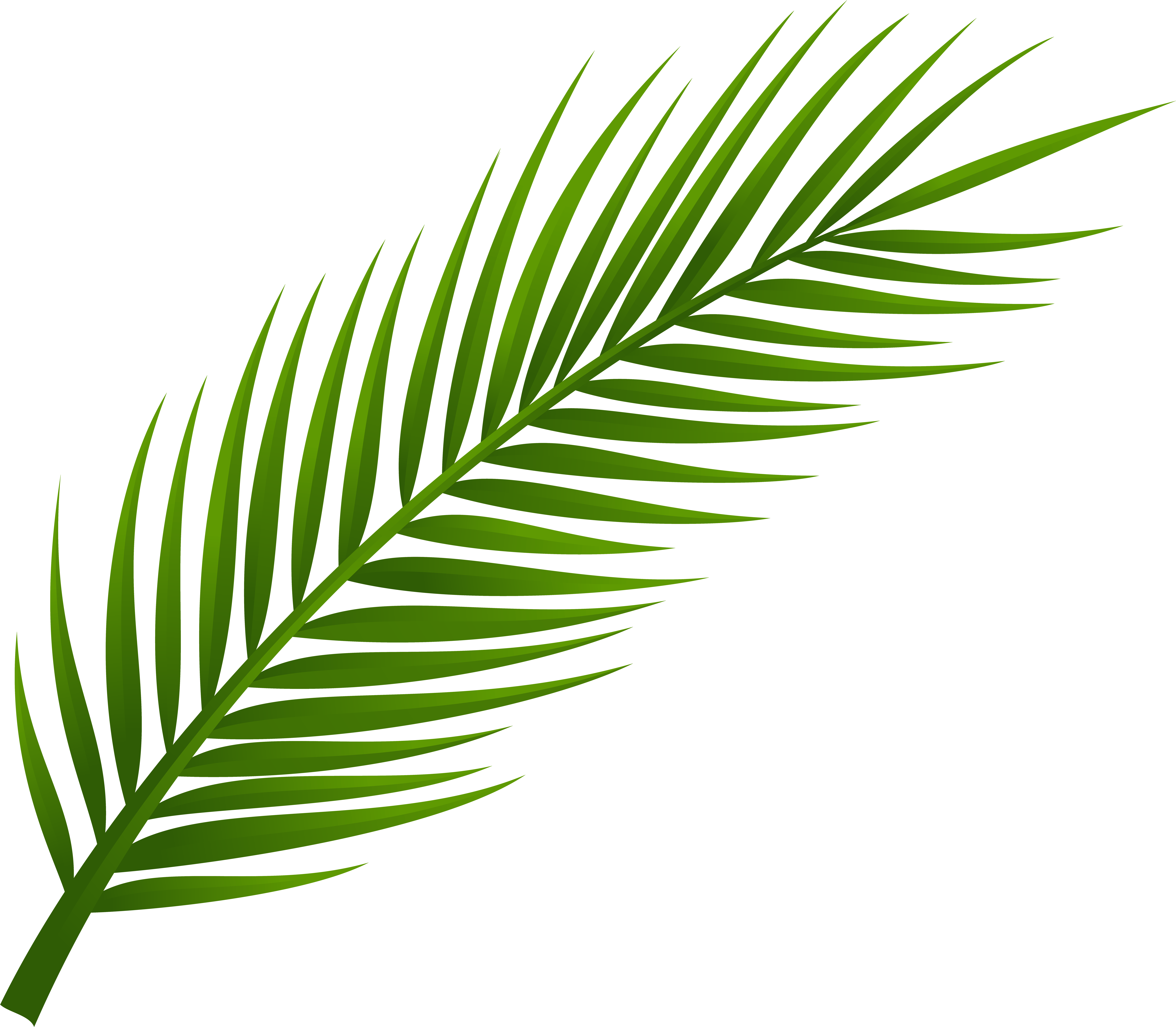 Palm Tree Leaf Png Clip Art (8000x6983), Png Download