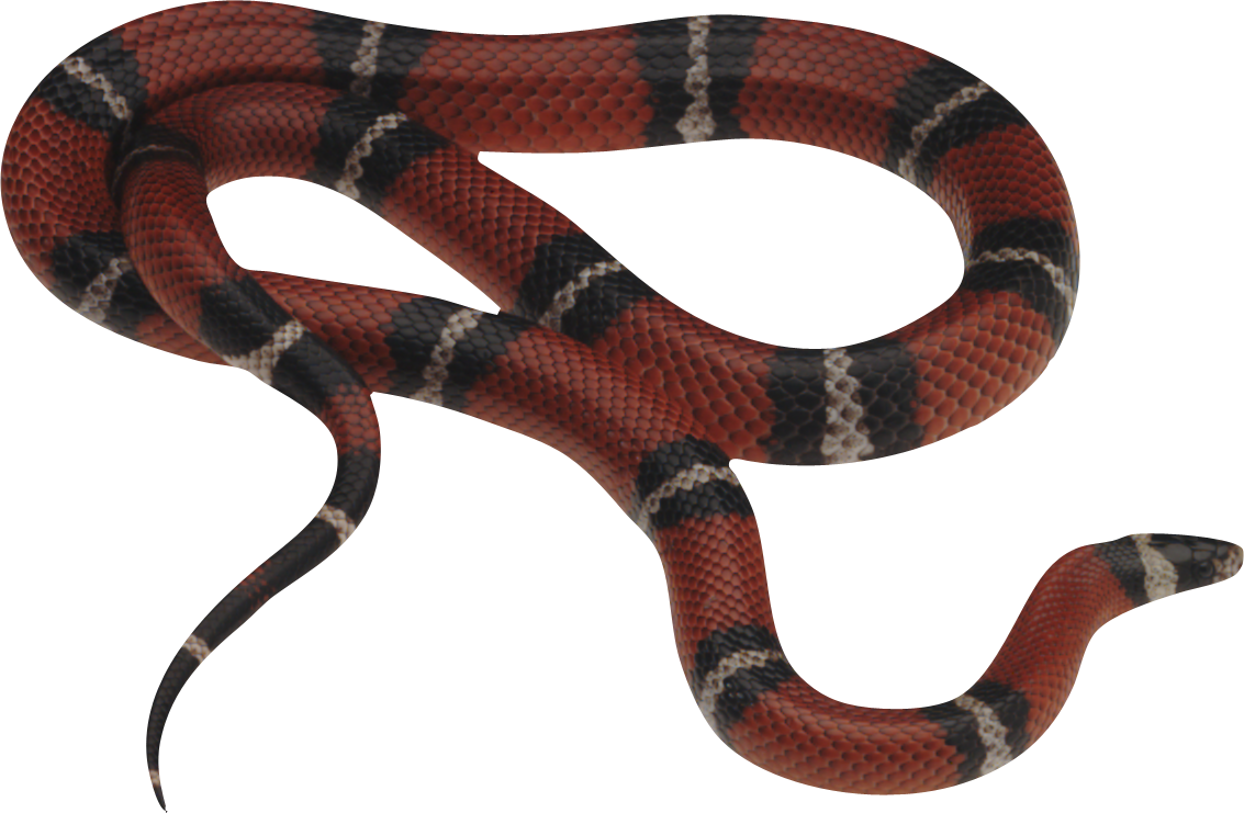 Gucci Snake - Snake Png Transparent Background (500x327), Png Download