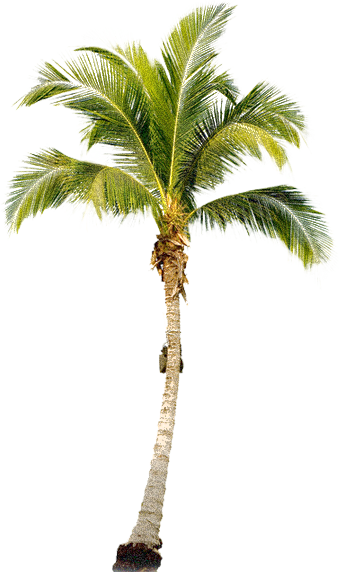 Palm Tree Png, Palm Trees, Tree Psd, Painting Trees, - Palm Tree Transparent Png (339x572), Png Download