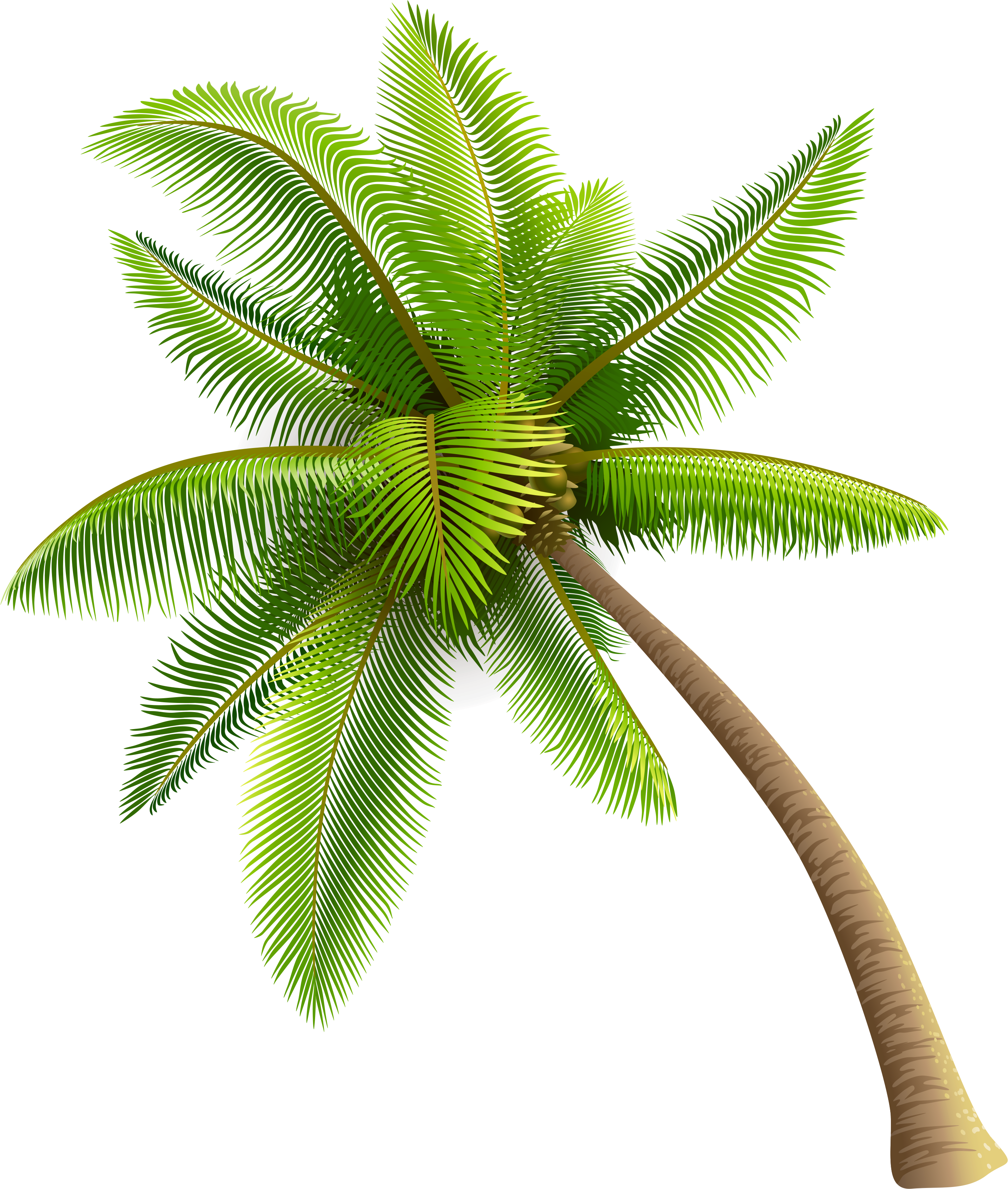 Green Palm Tree Png Clipart - Coconut Tree Png (535x600), Png Download