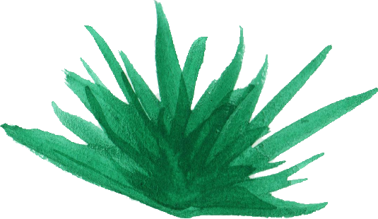 Watercolor Plant Png Banner Freeuse Stock - Download (535x310), Png Download