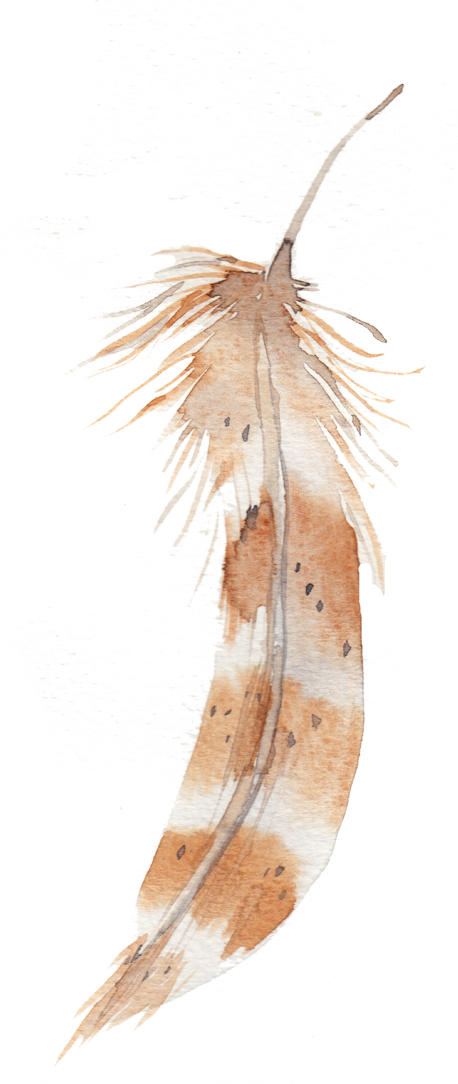 Image Transparent Download Feather Painting Transprent - Rayell Canvas Print - Feathers Floating (1571x3719), Png Download