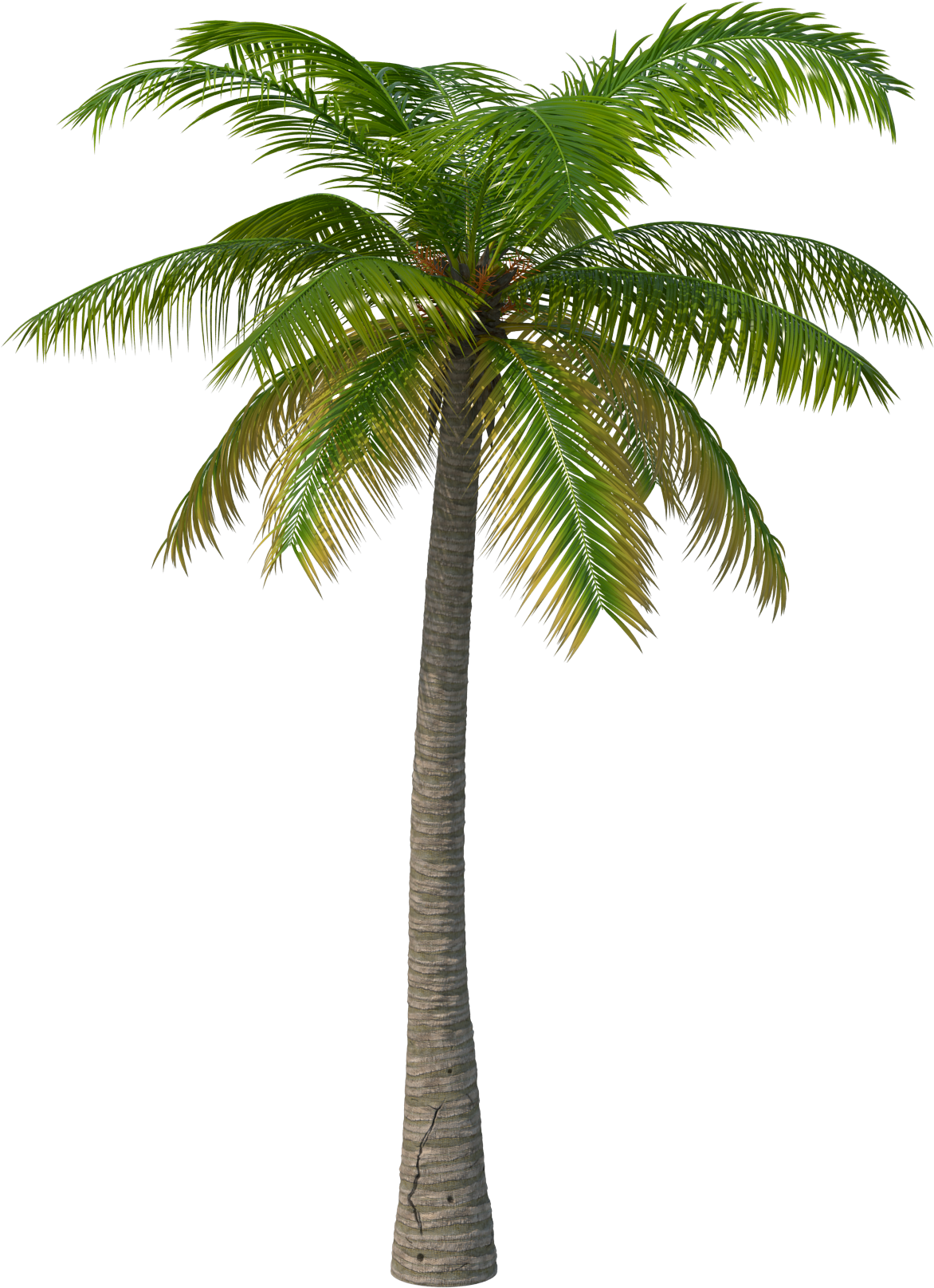 Transparent Palm Tree Png (2048x2048), Png Download