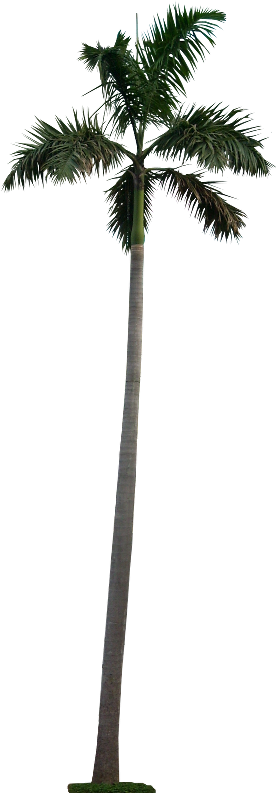 Blue Latan Palm - Palm Tree Cutout Png (568x1600), Png Download