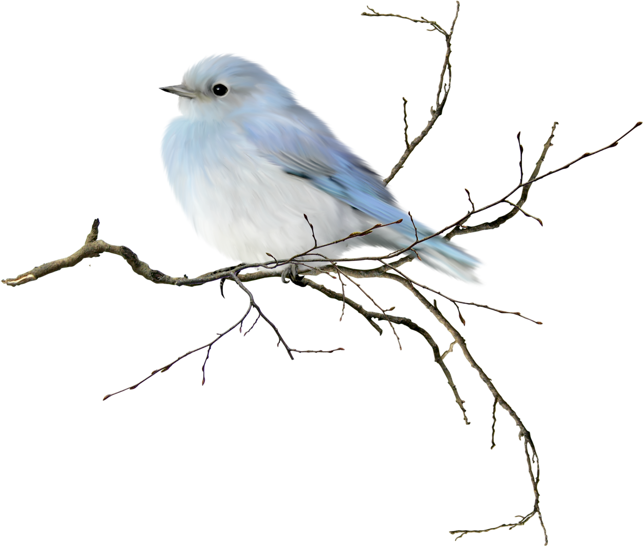 Little Blue Bird, Would Be Neat To Frame Pastels Or - Birds On Branch Watercolor (800x664), Png Download