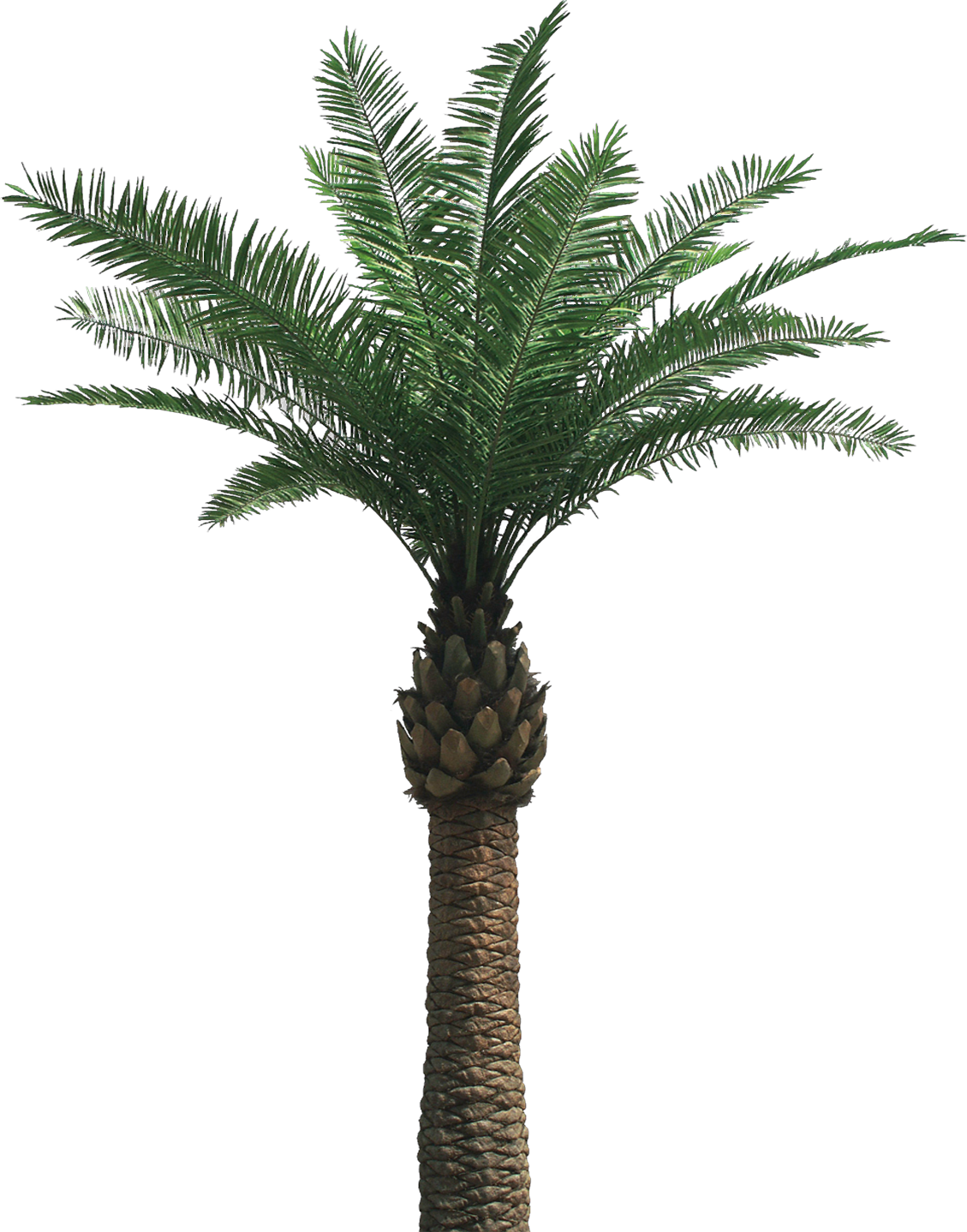Palm Tree Png (1129x1438), Png Download