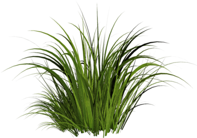 Grass - Khadi Khus Soap-125g Set (500x373), Png Download