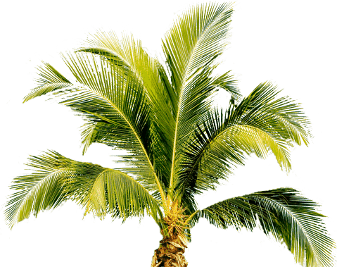 Tropical Palm Tree Png (479x379), Png Download