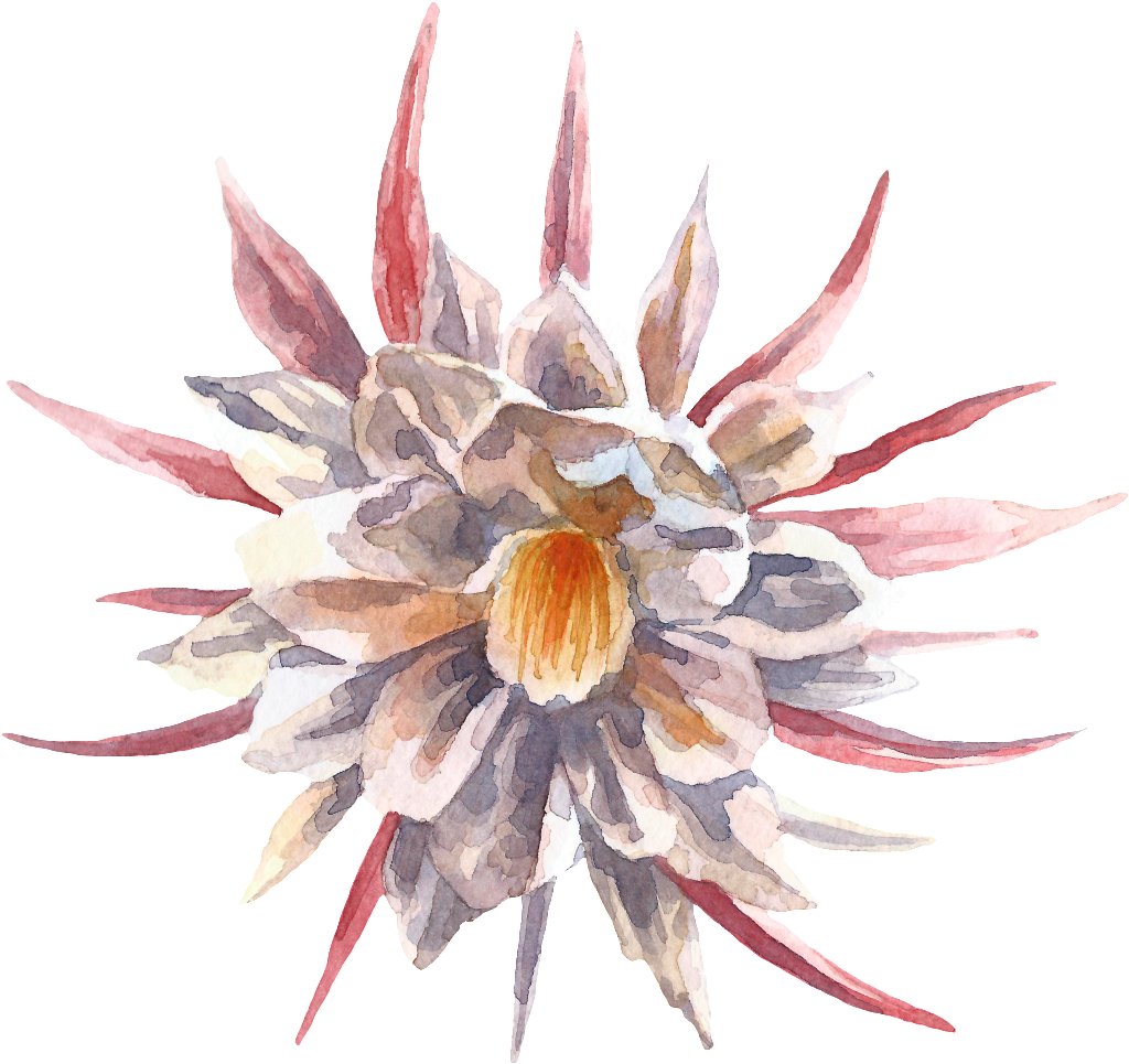 This Graphics Is Hand-painted Cartoon Snow Lotus Png - Portable Network Graphics (1024x965), Png Download