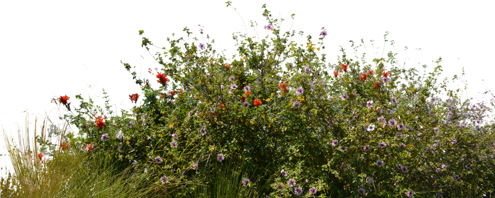 Wild Flowers With Grass 2 Stock Photo 0081 Png By Annamae22 - Bushes Png (1600x1060), Png Download