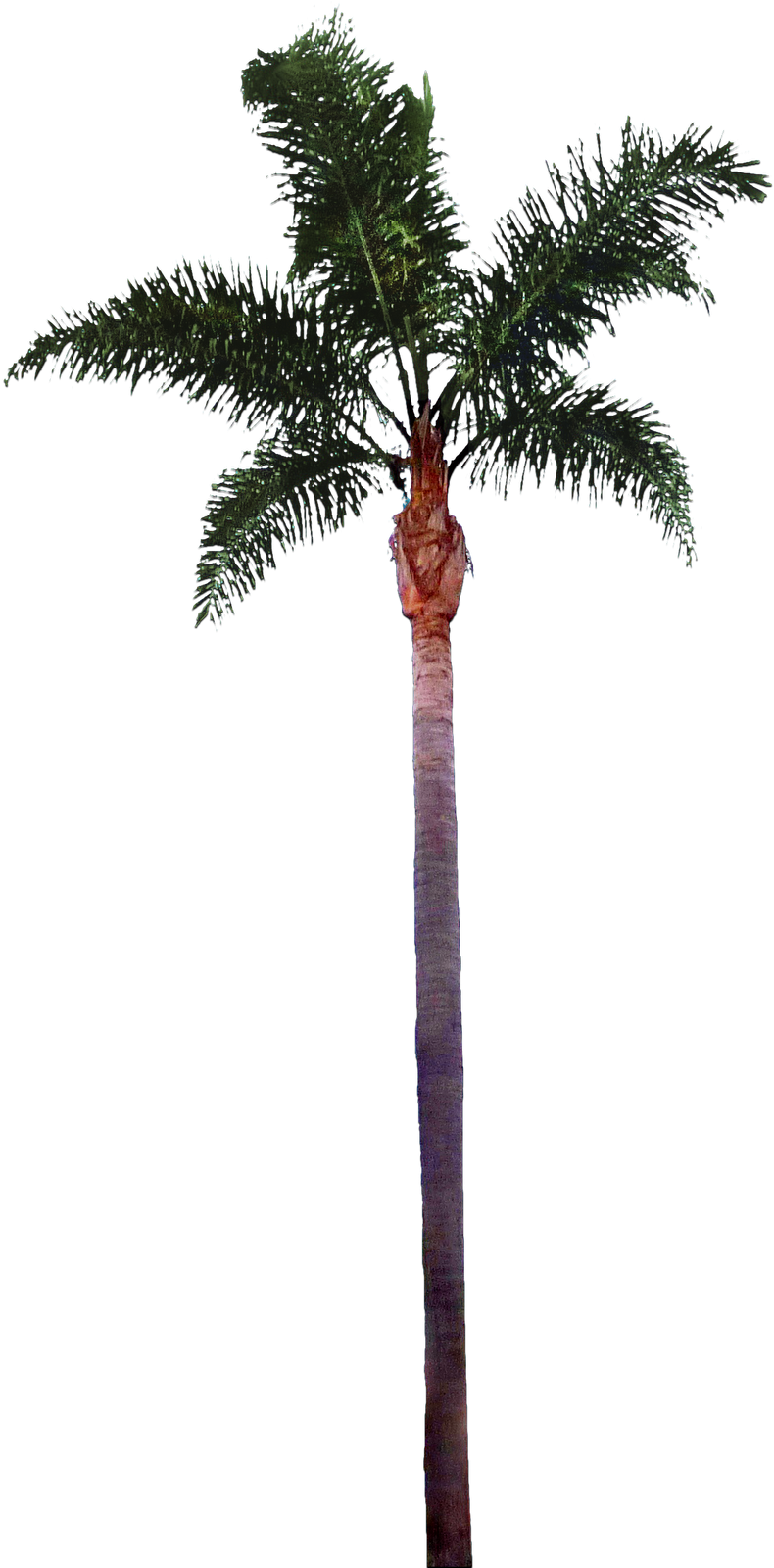 Palm Tree Png File - Palm Tree Trunk Png (375x375), Png Download