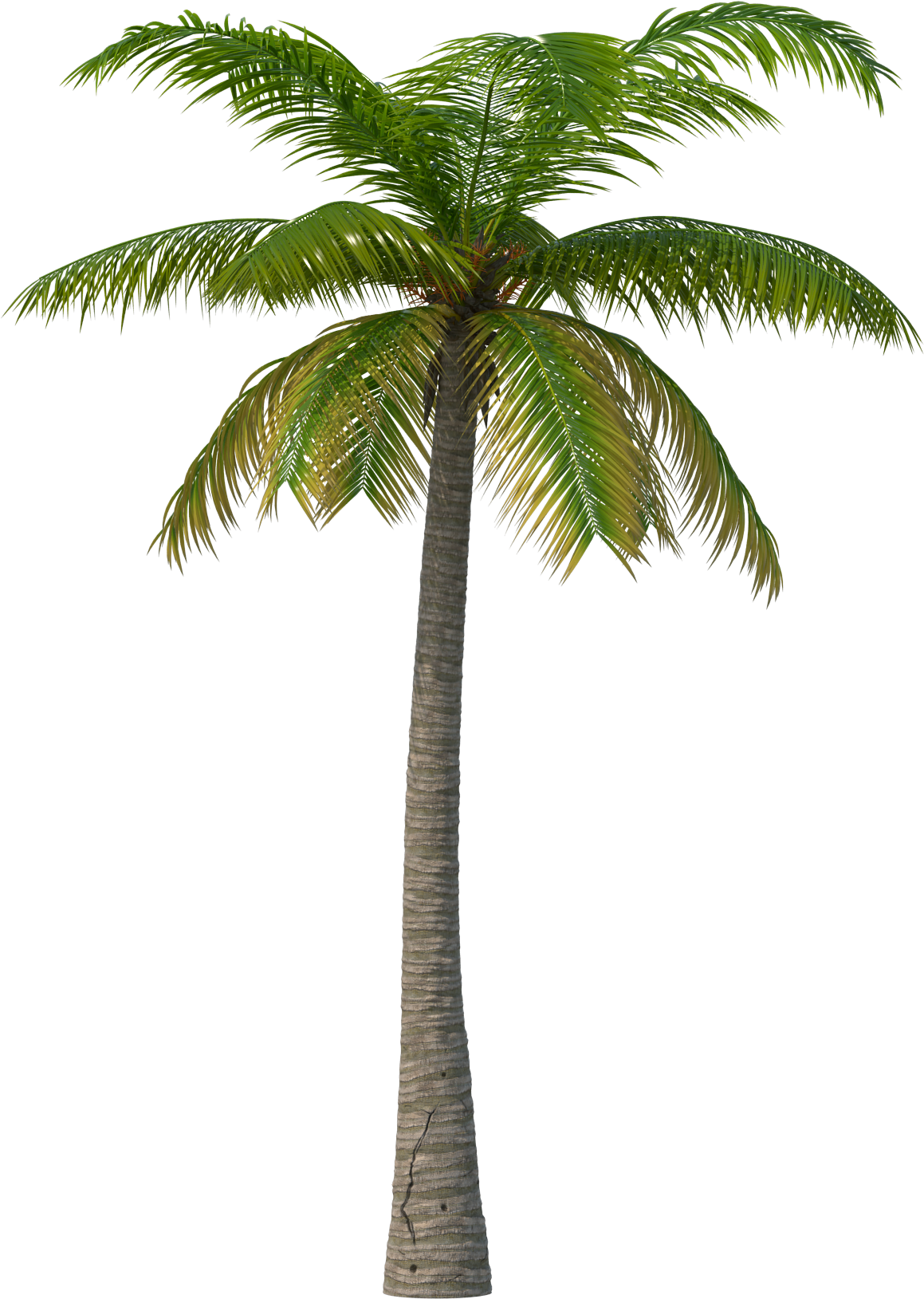Palm Tree Png Transparent - Free Transparent PNG Download - PNGkey
