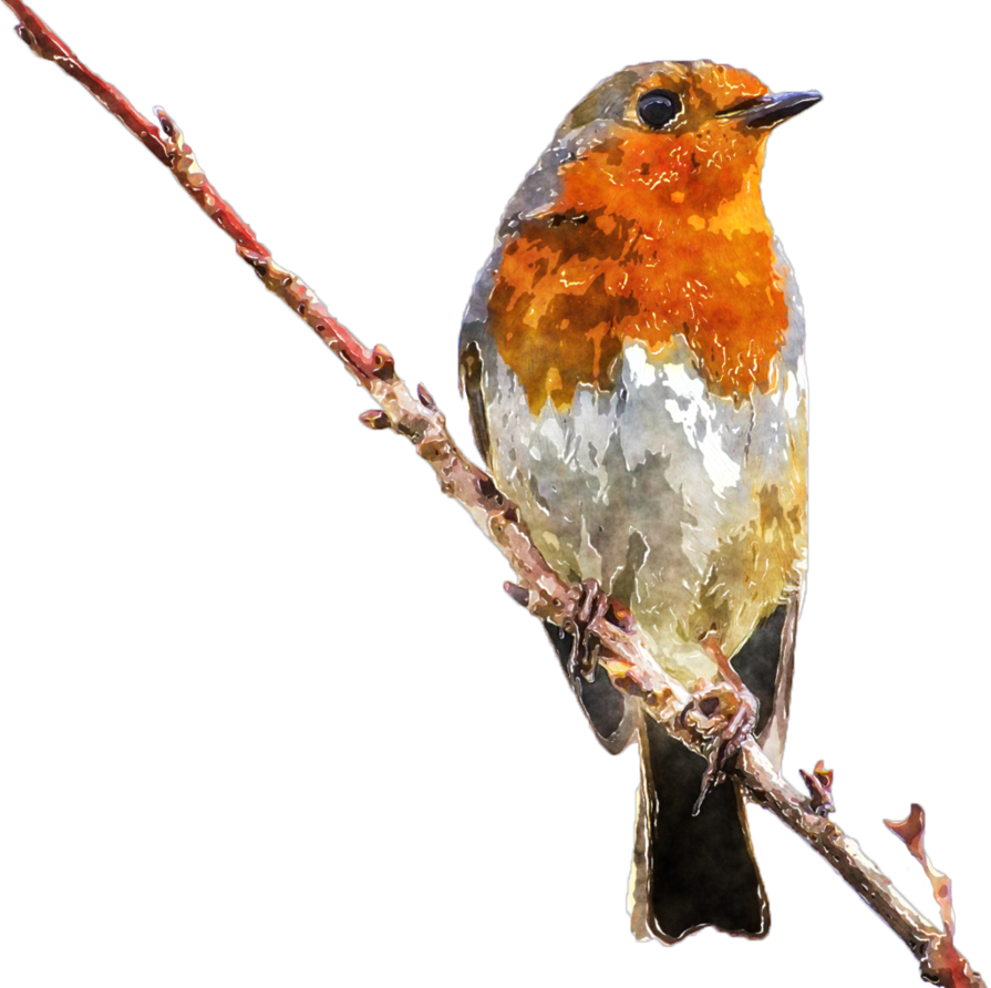Clipart Royalty Free Stock Watercolor Bird Clipart - Robin Erithacus